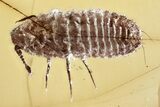 Fossil Winged Scale Insect (Coccoidea) w/ Spider Webs in Baltic Amber #372551-1